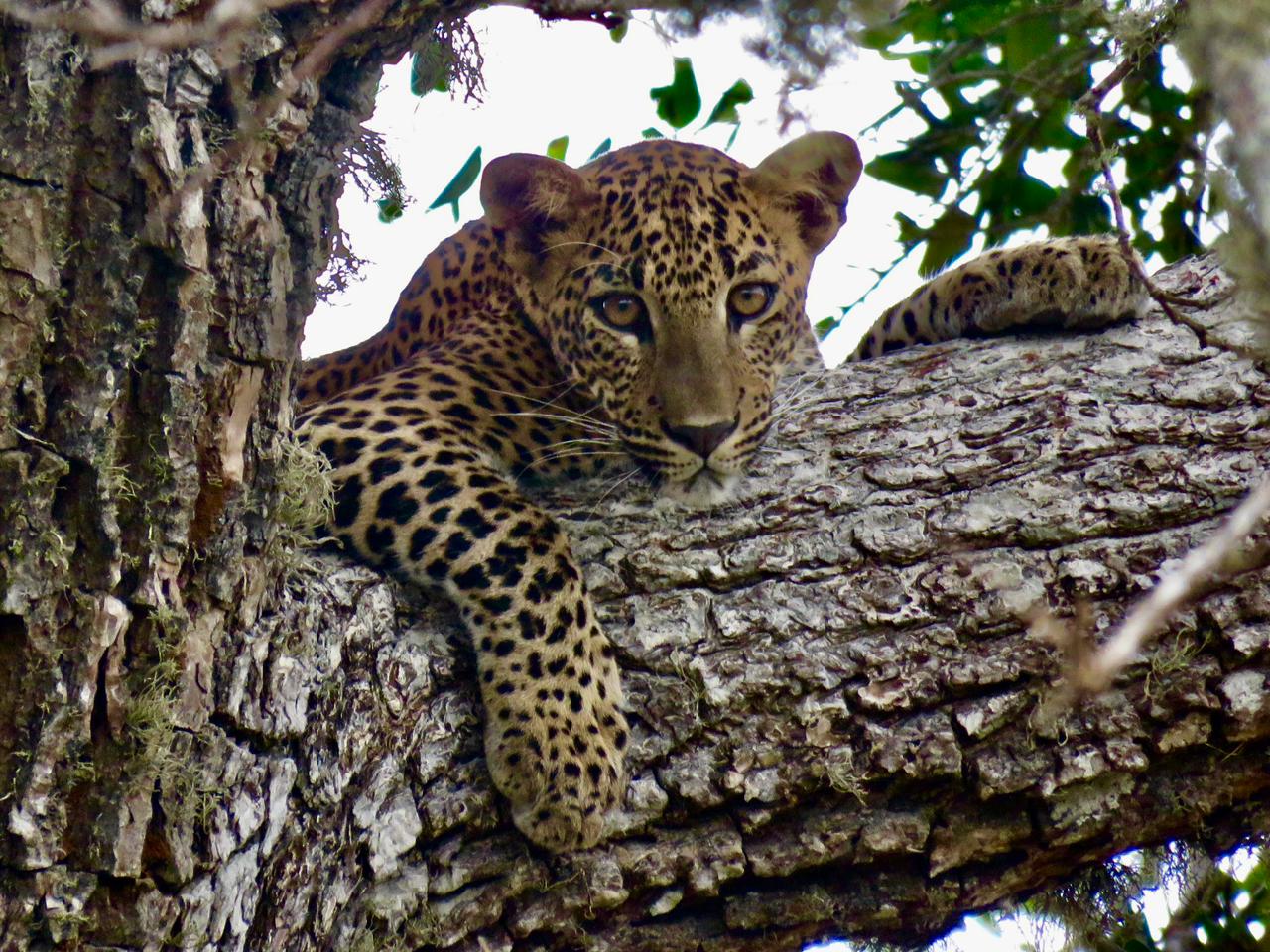 Yala National Park Safari
